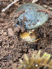 Caloboletus rubripes