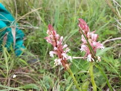 Satyrium cristatum