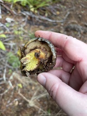 Caloboletus rubripes