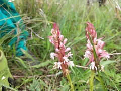 Satyrium cristatum
