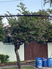 Magnoliopsida