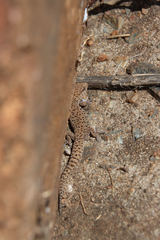 Pachydactylus capensis