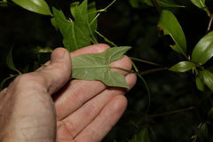 Calystegia marginata