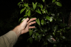 Calystegia marginata