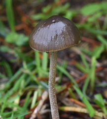 Panaeolus olivaceus