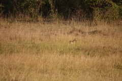 Lupulella mesomelas schmidti