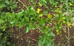 Randia obcordata