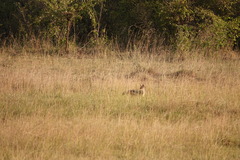 Lupulella mesomelas schmidti