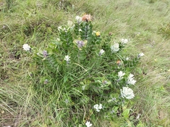 Leucospermum innovans