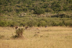 Tragelaphus oryx pattersonianus