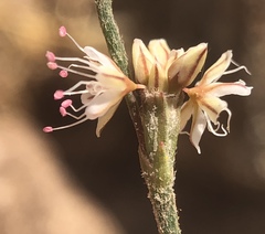 Eriogonum gracile gracile