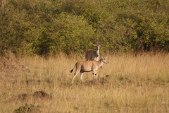 Tragelaphus oryx pattersonianus