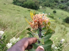Leucospermum innovans