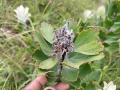 Leucospermum innovans