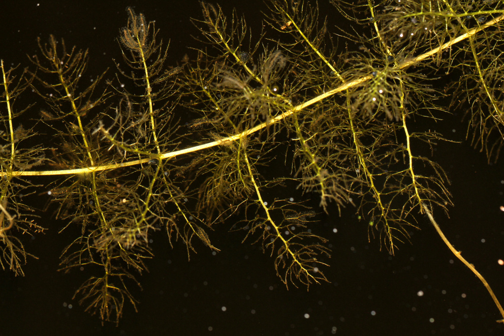 Utricularia aurea Lour. 4