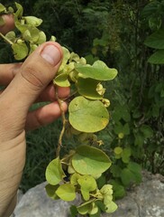 Cissampelos pareira