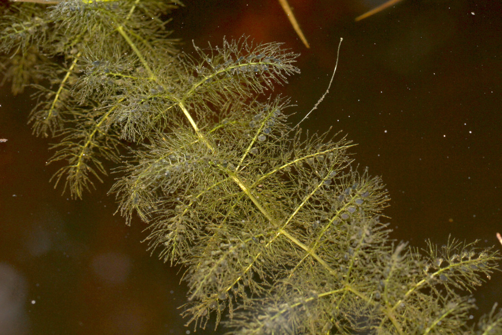 Utricularia aurea Lour. 3