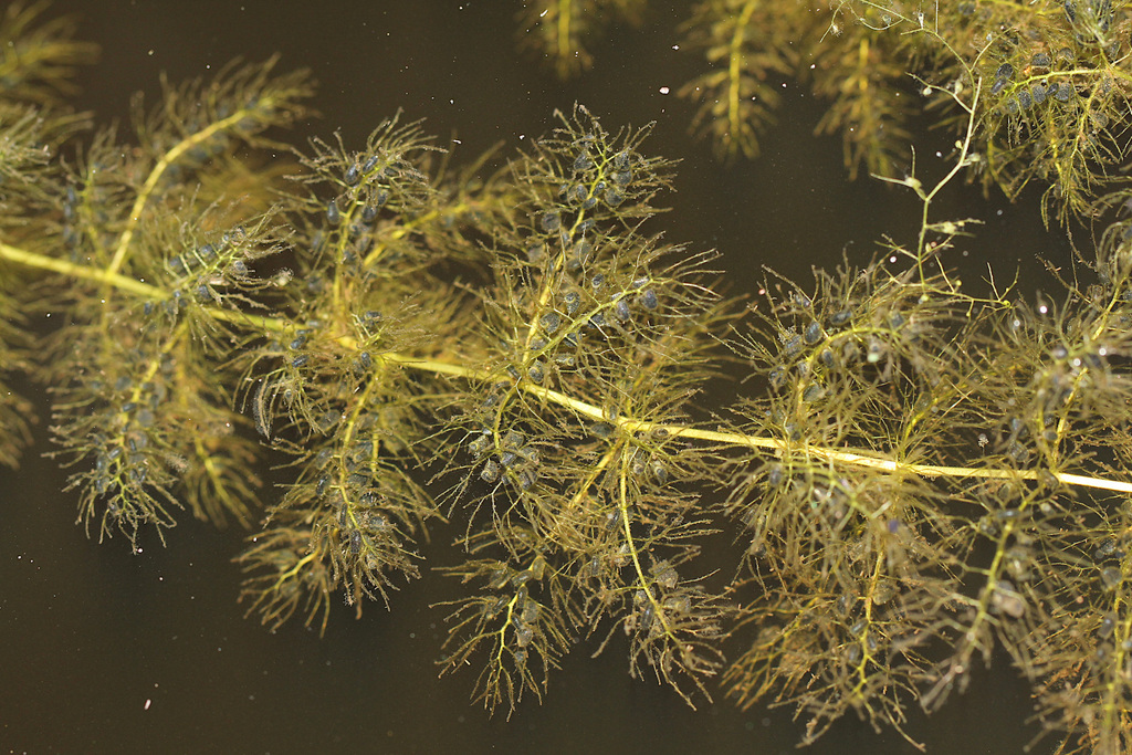 Utricularia aurea Lour. 2
