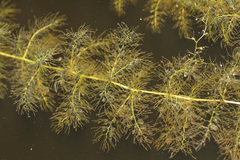 Utricularia aurea