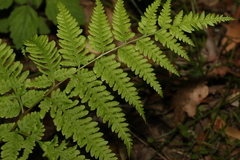 Pteris tremula