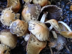 Agrocybe rivulosa