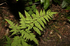 Pteris tremula
