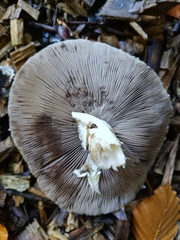 Agrocybe rivulosa