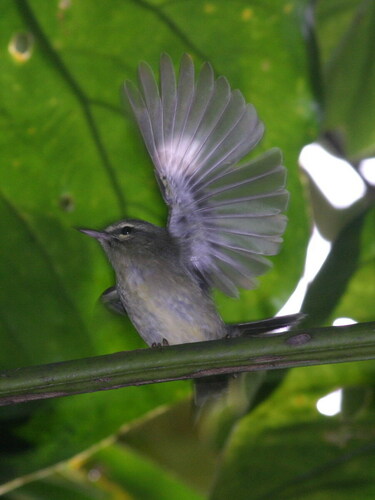 Plumbeous Warbler (Setophaga plumbea), photo 6