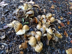 Agrocybe rivulosa