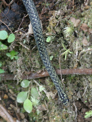 Julia's Ground Snake