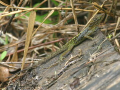 Anolis oculatus