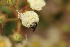 Lipotriches australica