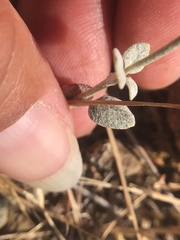 Eriogonum gracile gracile