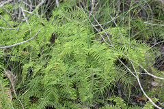 Gleichenia dicarpa