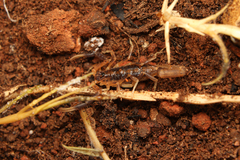 Uroplectes triangulifer