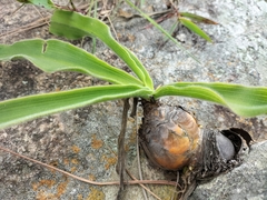 Merwilla plumbea