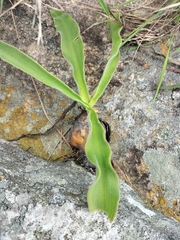 Merwilla plumbea