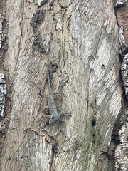Anolis stratulus