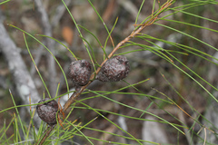 Hakea actites
