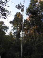 Cecropia pachystachya