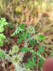 Solanum citrullifolium