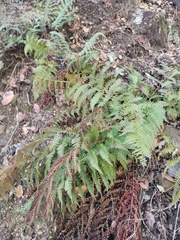 Dryopteris arguta