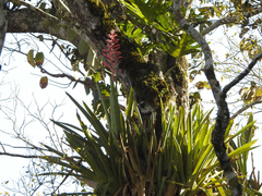 Aechmea distichantha
