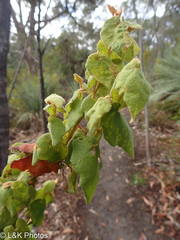 Lasiopetalum schulzenii
