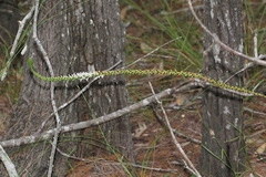 Epacris