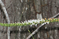 Epacris