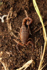 Pseudolychas ochraceus