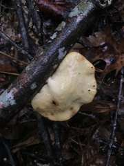Pseudofavolus cucullatus