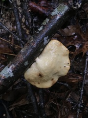 Pseudofavolus cucullatus