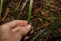 Carex appressa